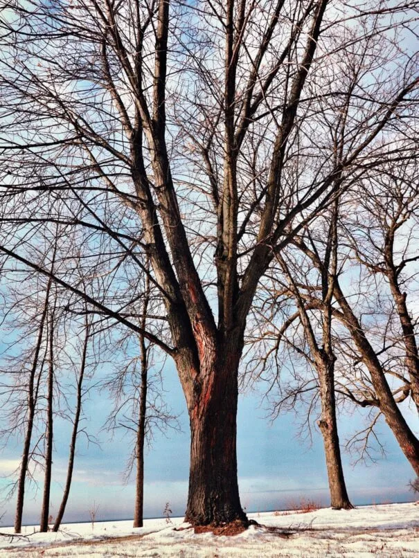 Majestic winter tree standing tall in a snowy landscape