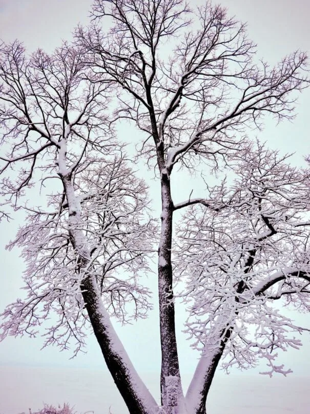 Stunning winter tree covered in snow, standing alone in a peaceful landscape